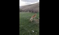 Yaban keçisi, kalp masajıyla hayata döndürüldü