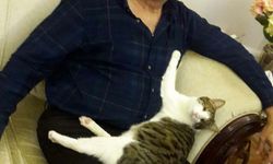 Zehirlendikleri öne sürülen 6 sokak köpeği ile 2 kedi öldü