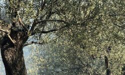 Ayvalık’ta aynı zamanda çıkan 4 yangın büyümeden söndürüldü