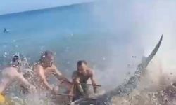 Çeşme'de kıyıya vuran orkinoslar için inceleme