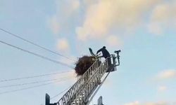 Düşen yavru leylek itfaiye ekipleri tarafından yuvasına konuldu