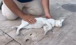 Kediyi, suni teneffüs ve kalp mesajı ile kurtarmaya çalıştı