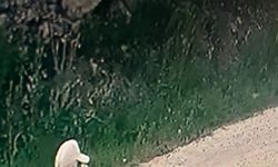 'Mevlide gidiyorum' diye evden çıkıp kayboldu, 56 gündür bulunamadı