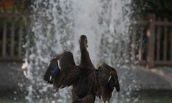Yaralı yaban ördeğinin geçici yuvası Kuğulu Park oldu