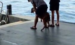 3 gündür kayalıkta mahsur olan keçiyi tekneciler kurtardı