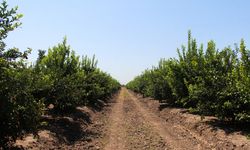 Adana'da aşırı sıcaklar ve poyraz limonu yaktı