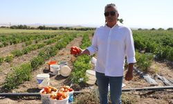 Ata tohumundan elde edilen Karahıdır domatesinde hasat başladı / Ek fotoğraflar