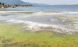 Bafa Gölü ve çevresinde kirlilik alarmı