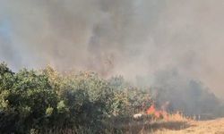 Balıkesir'de orman yangını