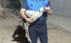 Bitkin düşen leylek, tedaviye alındı