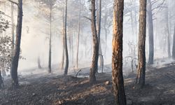 Bolu'da 8,5 saatte kontrol altına alınan orman yangınında soğutma çalışmaları sürüyor