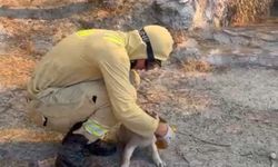 Çanakkale'de orman yangını (11)
