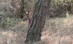 Çanakkale’deki yangında ekipler, yaralı bulunan yavru ceylana su içirdi