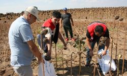 Edirne'de ayçiçeği araştırması; kuraklığı bağlı olarak yüzde 50'den fazla verim kaybı yaşandı