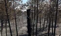 Edirne'deki orman yangını 16 saatte kontrol altına alındı (2)