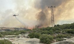 Gelibolu yangınından etkilenmeyen ceviz bahçesi dronla görüntülendi