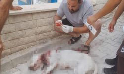 Hamile sokak köpeğini av tüfeği ile ağır yaralayan şüpheli, tutuklandı