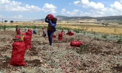 Hasadı yapılan soğan tarlada 3 TL'ye satılıyor