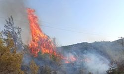 Hatay'da orman yangını