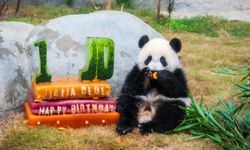Hong Kong'da ikiz pandaların doğum günü kutlandı