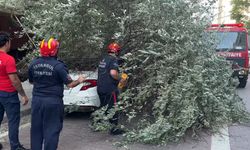 İstanbul - Avcılar'da 3 ağaç şiddetli rüzgar nedeniyle devrildi
