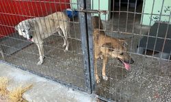 İstanbul- Avcılar'da çocuğu kovaladığı iddia edilen 2 köpek barınağa götürülürken mahalleli tepki gösterdi