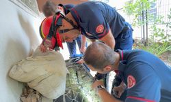 İstanbul - Avcılar'da havalandırma boşluğuna düşen yavru kedileri itfaiye kurtardı