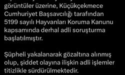İstanbul - Başakşehir'de kediye işkence ederek öldüren inşaat işçisi gözaltına alındı; Bakan Tunç açıklama yaptı