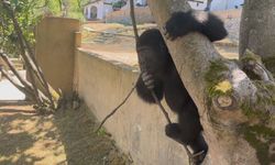 İstanbul  - Goril 'Zeytin'in ülkesine dönmesi için hazırlıklar başladı