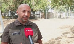 İstanbul - Yavru goril 'Zeytin' Nijerya yolcusu