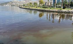 İzmir Körfezi'ni kokutan siyanobakterilermiş