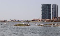 İzmir'de 'Flamingo Yolu' turu renkli görüntülere sahne oluyor / Ek fotoğraflar