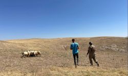 Kayıp koyunlar, termal dürbün ve dron ile bulundu