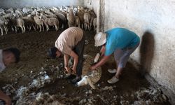 Kayseri'de koyun kırkma mesaisi