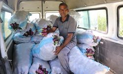 Kayseri'nin coğrafi işaretli Yamula patlıcanında hasat başladı / Ek fotoğraflar