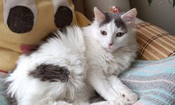 ‘Kedi ya da köpek tüyünden insan ölmez’