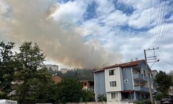 Kocaeli'de orman yangını