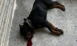 Komşu esnafın köpeğini tabancayla öldürdü; o anlar kamerada