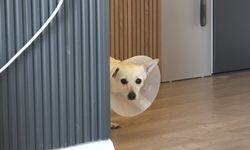 Köpeğini gezdirirken Kangalların saldırısına uğradı