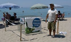 Kuşadası'nda yılın ilk caretta caretta yavruları sürpriz yuvadan çıktı