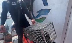 Mendirek ayağında mahsur kalan kedi kurtarıldı
