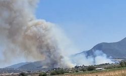 Osmaniye'de orman yangını