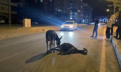 Otomobilin çarptığı eşek öldü, yavrusu başından ayrılmadı