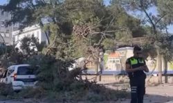 Rüzgar nedeniyle devrilen ağaç, hafif ticari aracın üzerine düştü