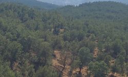 Şırnak’ta ormanda örtü yangını