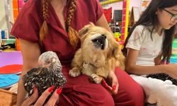 Sokağa atılan görme engelli köpek ‘Yoshi’ye yeni yuva