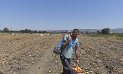 Tarlasındaki patatesleri ücretsiz dağıttı
