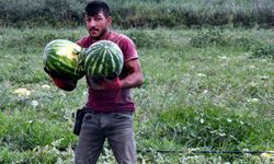 Tekirdağ'da Türkmenli Göleti'nde su seviyesi düştü, karpuz ekimi azaldı