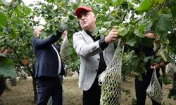 Trabzon'da 'Dünya Fındık Haftası' etkinliği