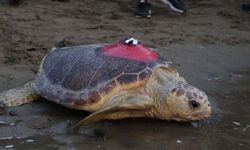 'Tuba'nın da aralarında bulunduğu 7 deniz kaplumbağası tekrar denizle buluştu